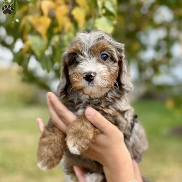 Pearl, Cavapoo Puppy