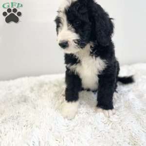 Rusty, Bernedoodle Puppy