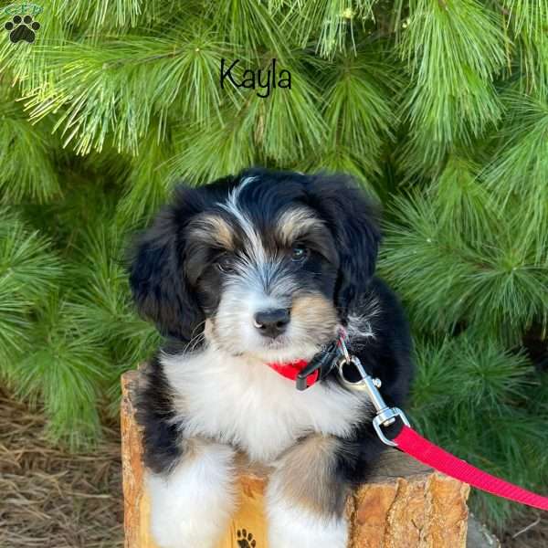 Kayla, Mini Bernedoodle Puppy