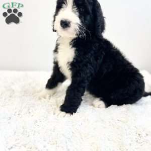 Rusty, Bernedoodle Puppy