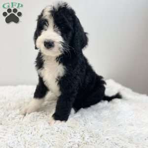 Rusty, Bernedoodle Puppy