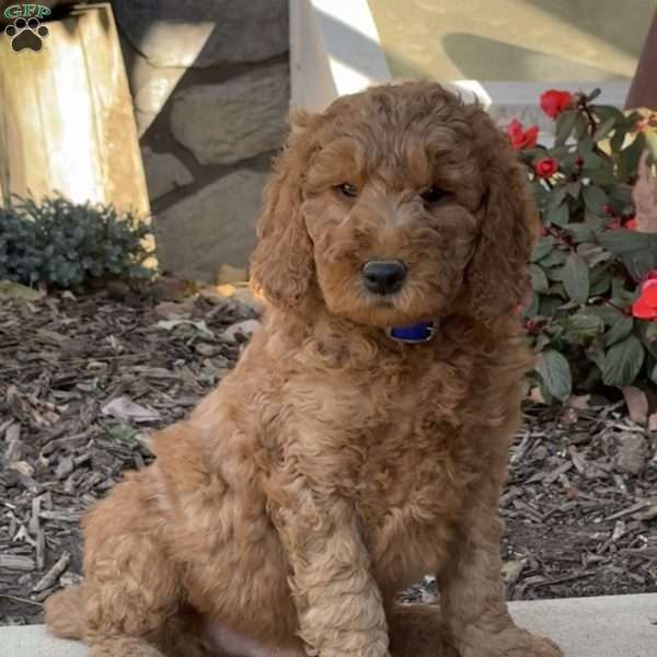 Cooper, Goldendoodle Puppy