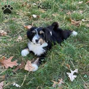 Kayla, Mini Bernedoodle Puppy