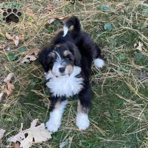 Kayla, Mini Bernedoodle Puppy