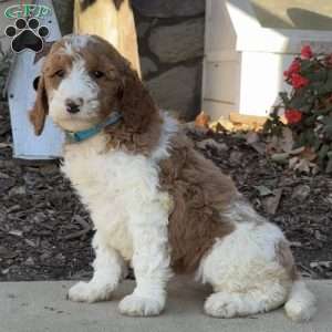 Cora, Goldendoodle Puppy