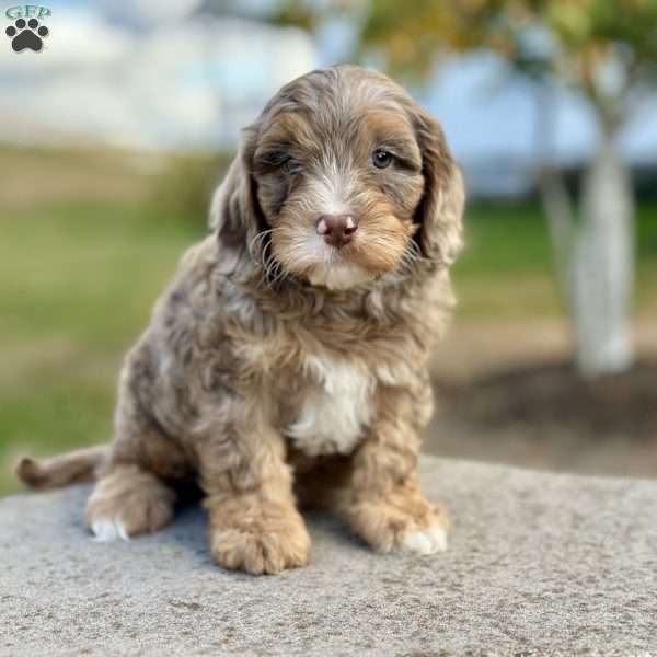 Pax, Cavapoo Puppy