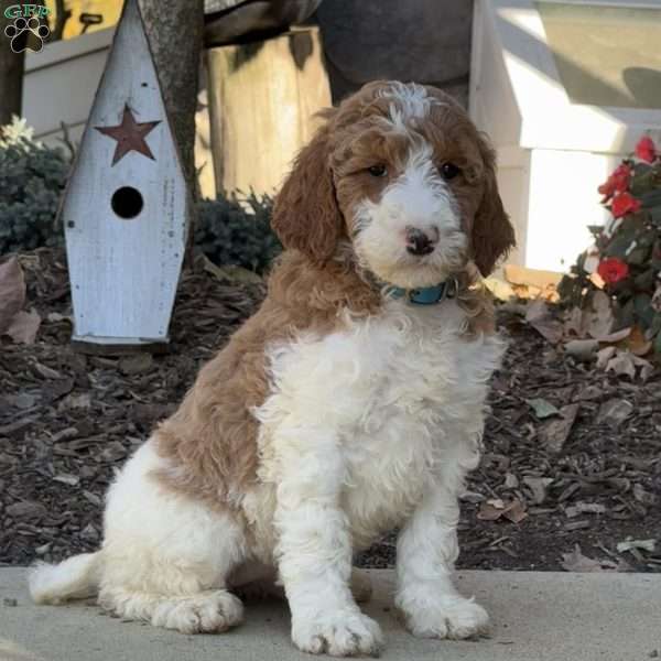 Cora, Goldendoodle Puppy