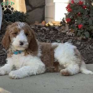 Cora, Goldendoodle Puppy