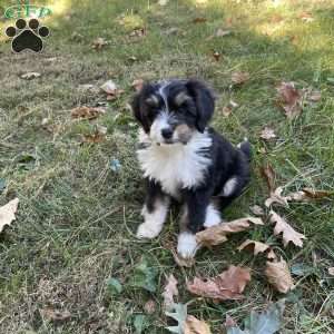 Kayla, Mini Bernedoodle Puppy