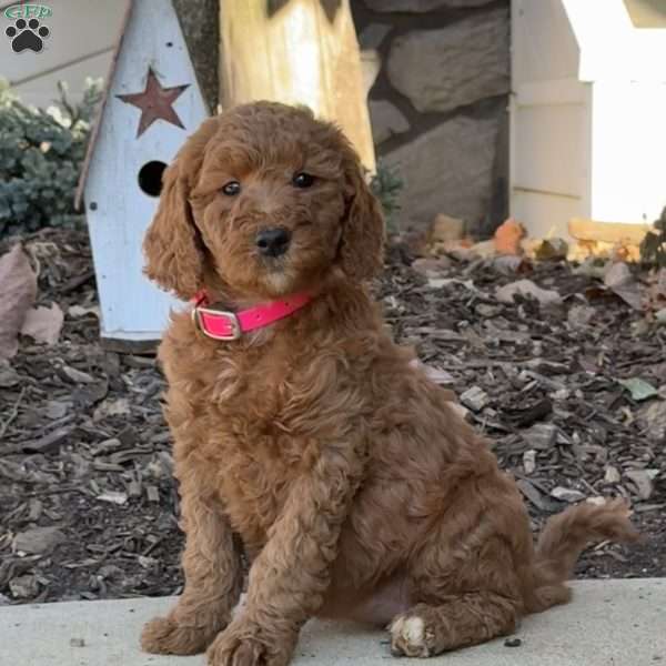 Crystal, Goldendoodle Puppy