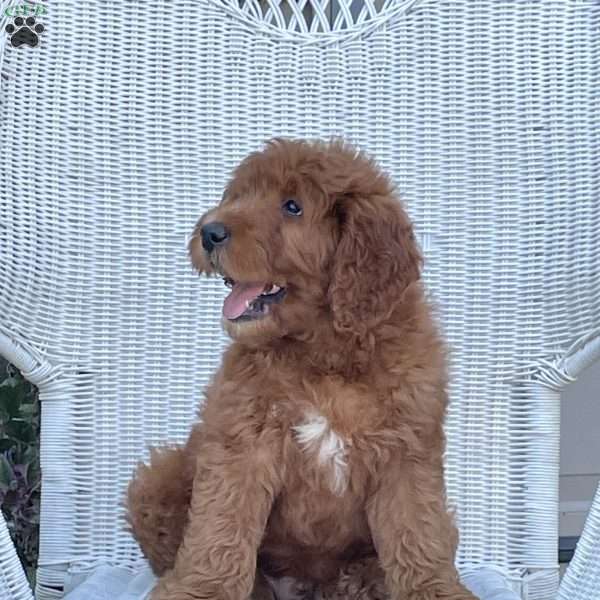 Conner, Goldendoodle Puppy