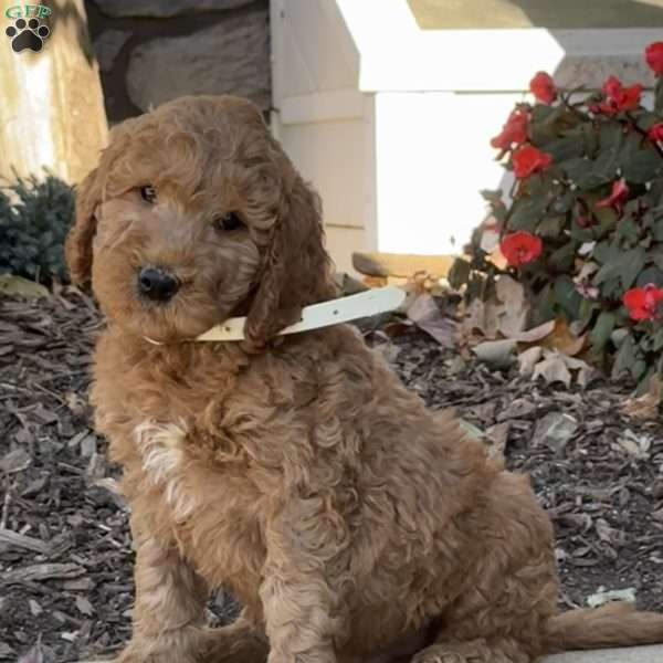 Conan, Goldendoodle Puppy