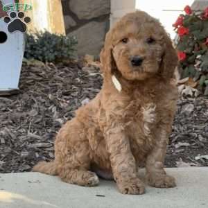 Conan, Goldendoodle Puppy