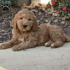 Conan, Goldendoodle Puppy