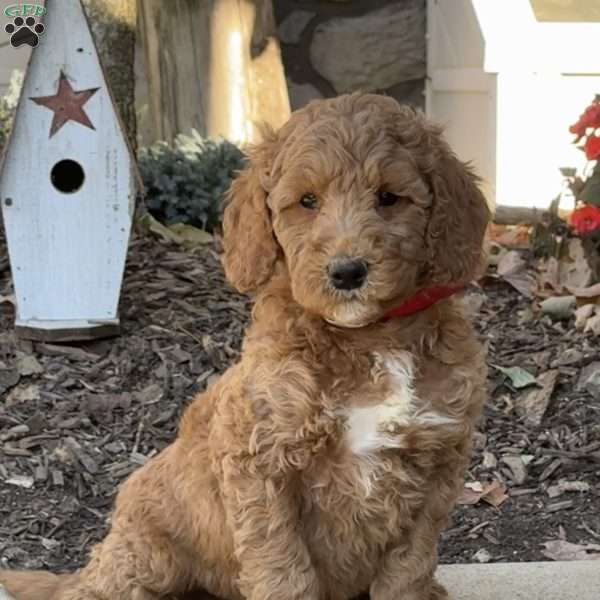 Clyde, Goldendoodle Puppy