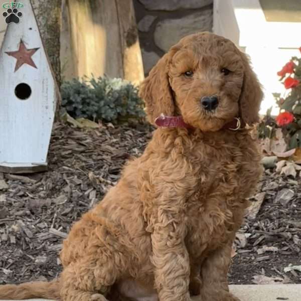 Chuckie, Goldendoodle Puppy