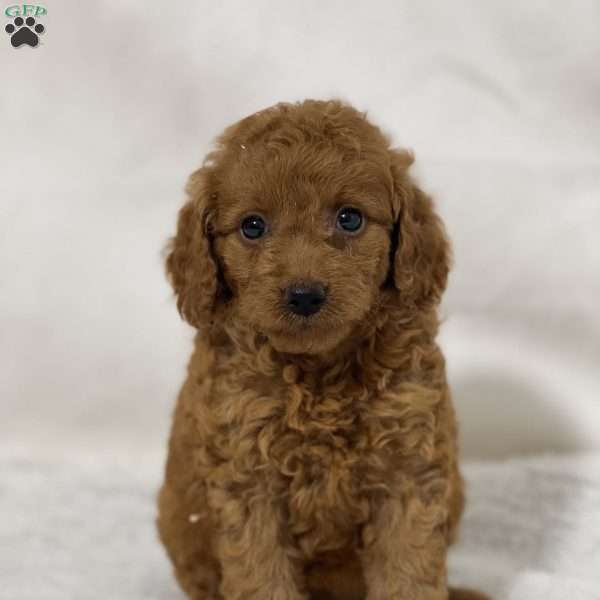 Baby, Mini Goldendoodle Puppy