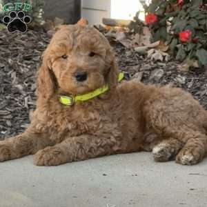 Chip, Goldendoodle Puppy