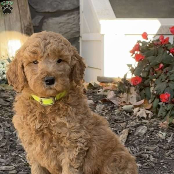 Chip, Goldendoodle Puppy