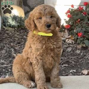 Chip, Goldendoodle Puppy