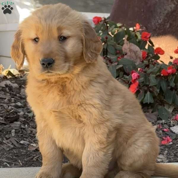 Kane, Golden Retriever Puppy