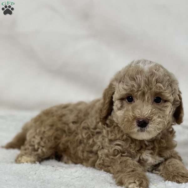 Benji, Mini Goldendoodle Puppy