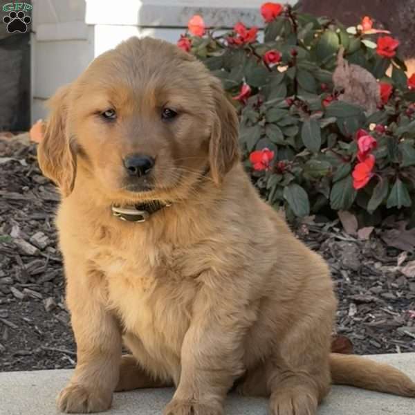 Kate, Golden Retriever Puppy