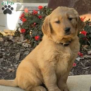 Kate, Golden Retriever Puppy