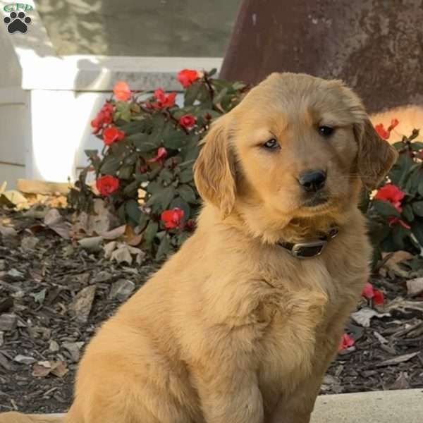 Kate, Golden Retriever Puppy