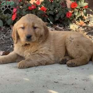 Kate, Golden Retriever Puppy