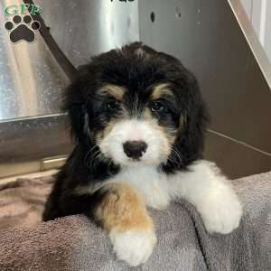 Fae, Mini Bernedoodle Puppy