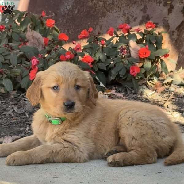 Kara, Golden Retriever Puppy