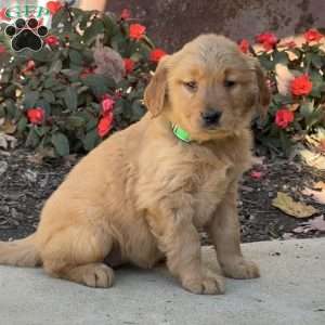 Kara, Golden Retriever Puppy