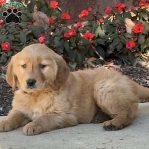 Kali, Golden Retriever Puppy