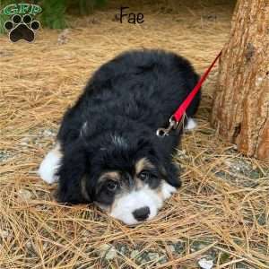 Fae, Mini Bernedoodle Puppy