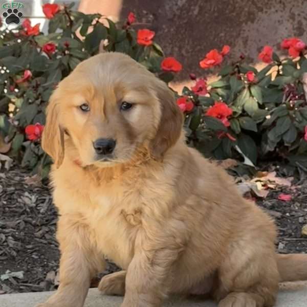 Kali, Golden Retriever Puppy