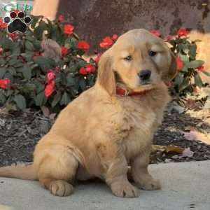 Kali, Golden Retriever Puppy