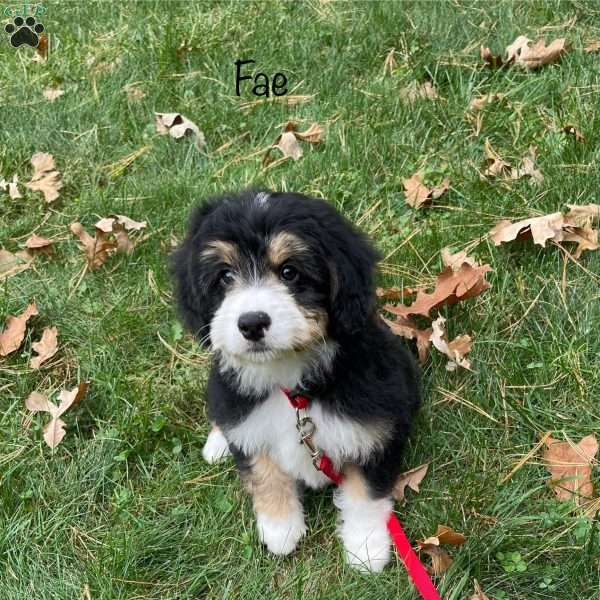 Fae, Mini Bernedoodle Puppy