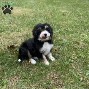 Fae, Mini Bernedoodle Puppy