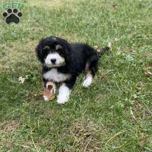 Fae, Mini Bernedoodle Puppy