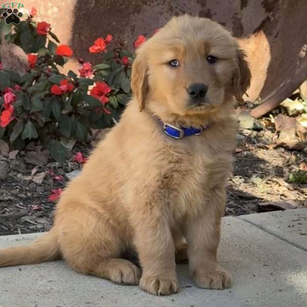 Koda, Golden Retriever Puppy