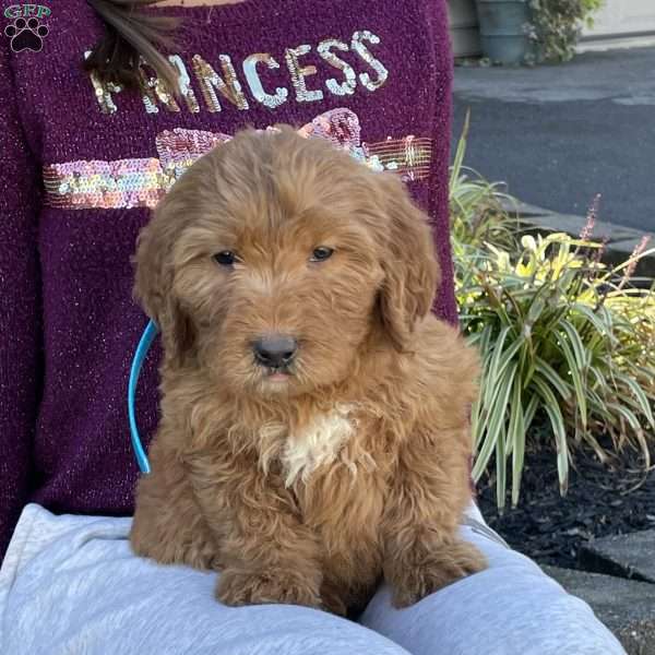 Bradly, Goldendoodle Puppy