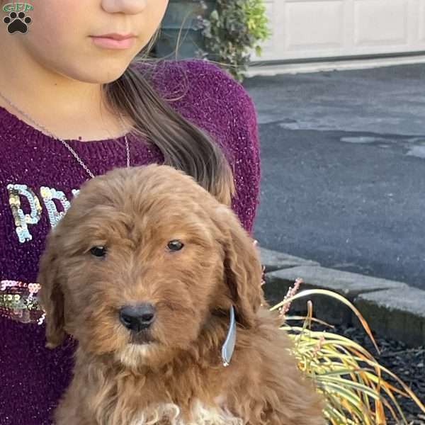 Charley, Goldendoodle Puppy