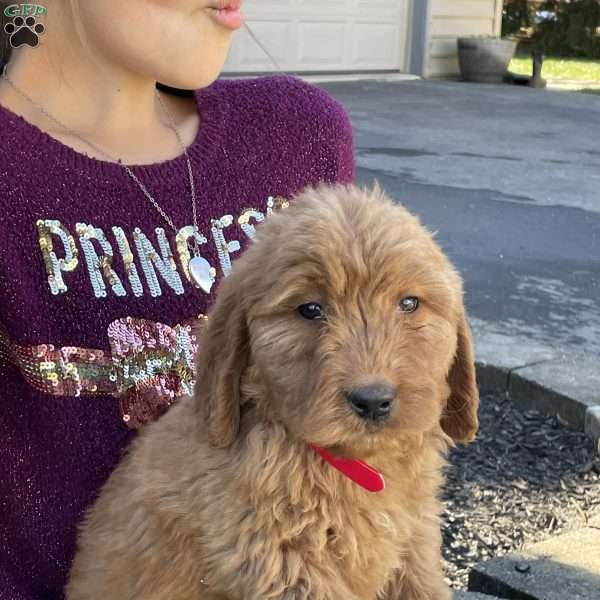 Jackson, Goldendoodle Puppy