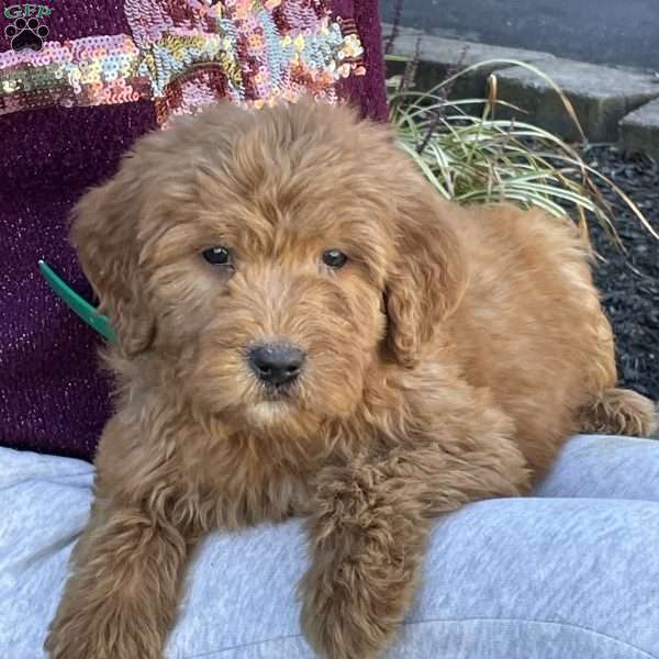 Franklin, Goldendoodle Puppy