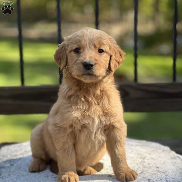 Sheila, Golden Retriever Puppy