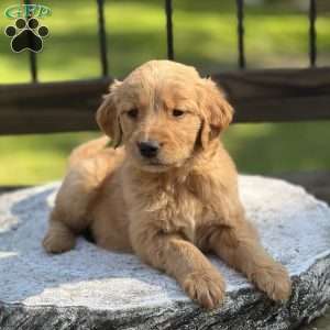 Sheila, Golden Retriever Puppy