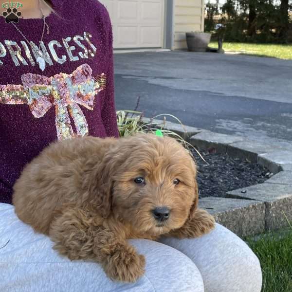 Bentley, Goldendoodle Puppy