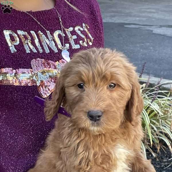 Skye, Goldendoodle Puppy