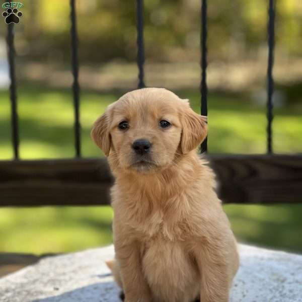 Gabby, Golden Retriever Puppy